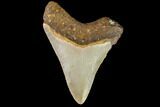 Fossil Megalodon Tooth - North Carolina #109887-2